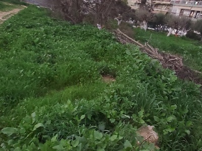 Πολλά εύφλεκτα κλαδιά σε ιδιόκτητη έκταση Κανάρη & Προέκτασης Πόντου
