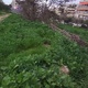 Πολλά εύφλεκτα κλαδιά σε ιδιόκτητη έκταση Κανάρη & Προέκτασης Πόντου