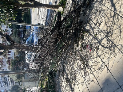 Δέντρο κλαδεύτηκε το βράδυ και δεν μετακινήθηκε    επι της Κερασούντος πριν το φανάρι της Τάκη Οικονομίδη