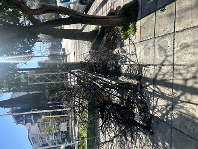 Δέντρο κλαδεύτηκε το βράδυ και δεν μετακινήθηκε    επι της Κερασούντος πριν το φανάρι της Τάκη Οικονομίδη