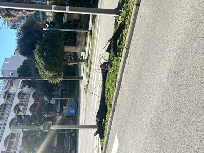 Δέντρο κλαδεύτηκε το βράδυ και δεν μετακινήθηκε    επι της Κερασούντος πριν το φανάρι της Τάκη Οικονομίδη