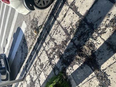 Δέντρο κλαδεύτηκε το βράδυ και δεν μετακινήθηκε    επι της Κερασούντος πριν το φανάρι της Τάκη Οικονομίδη