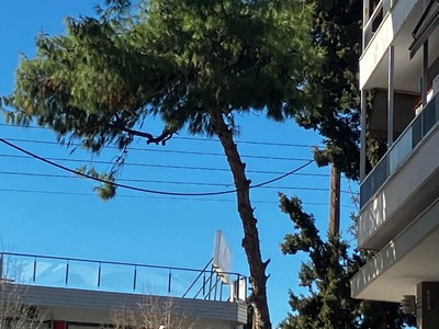 Επικυνδινο  πευκο  	Αδριανουπόλεως