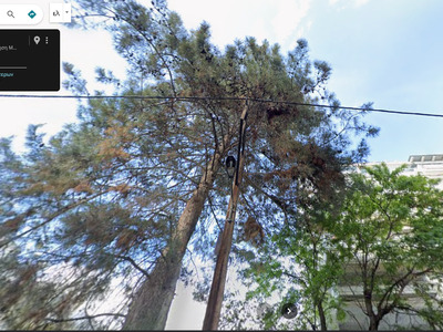 ΕΠΙΚΙΝΔΥΝΟ ΑΙΩΝΟΒΙΟ ΔΕΝΤΡΟ  ΠΛΟΥΤΑΡΧΟΥ