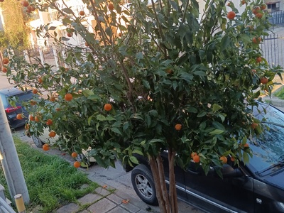 Κλάδεμα δέντρων  Σουλίου