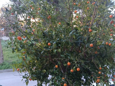 Κλάδεμα δέντρων  Σουλίου