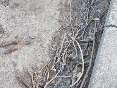 Καθαρισμός κλαδιών  Ερμονασης