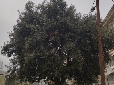 ΚΛΑΔΕΜΑ ΕΠΙΚΙΝΔΥΝΗΣ ΕΛΙΑΣ  Θέτιδος