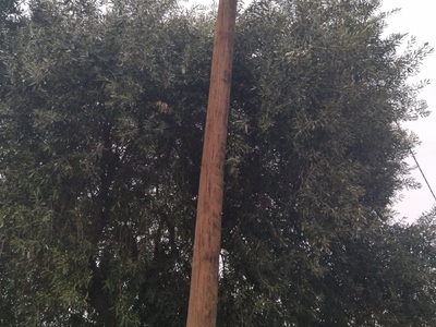 ΚΛΑΔΕΜΑ ΕΠΙΚΙΝΔΥΝΗΣ ΕΛΙΑΣ  Θέτιδος