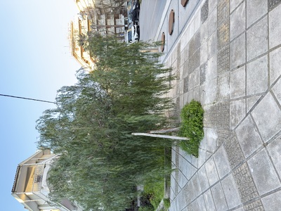 Κλάδεμα δέντρου που εμποδίζει την κυκλοφορία πεζών   Τάκη Οικονομίδη και Καπετανίδου