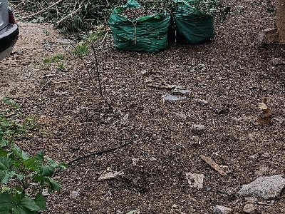 Kλαδια και σακούλες του δήμου παρατημένα   7ο Γυμνάσιο Καλαμαριάς(στην αλάνα -parking)  ΠΑΤΜΟΥ