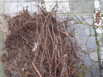 ΚΛΑΔΙΑ ΘΗΧΗΣ 10-14