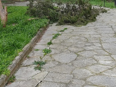 Πεσμένο δέντρο έσπασε  πάρκο    Ερατύρας