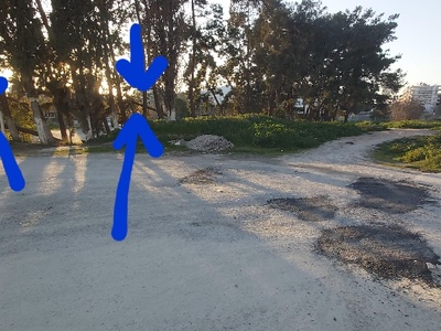 Ριγμένα πεύκα στο Άλσος της Νέας Κρήνης