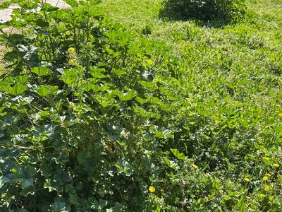 ακουρευτα  Εθνικής Αντιστάσεως