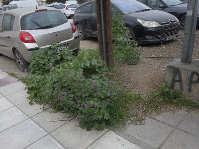 κουρεψανε αλλα κανανε μισή δουλειά  Πόντου