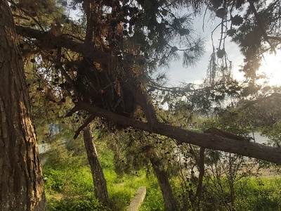 Ριγμένα, μπλεγμένα, ασταθή και άρρωστα πεύκα στο άλσος της Νέας Κρήνης