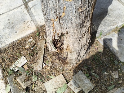 ελεγχος ακακίας με ραγισμένο κορμο  Ταξιαρχών