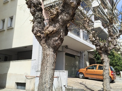 ελεγχος ακακίας με ραγισμένο κορμο  Ταξιαρχών