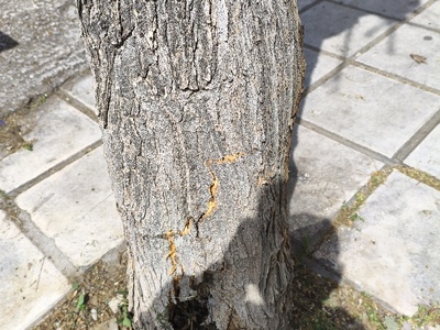 ελεγχος ακακίας με ραγισμένο κορμο  Ταξιαρχών