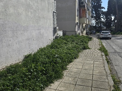 Κουρεμα Χορτα  Αφροδίτης