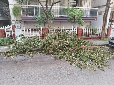 Αποκομιδή κλαδιών στον δρόμο Αιολίας