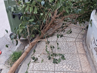 μετα κλαδεμα  	αμμεσαα καθαρισμα .... σκουπισμα .Απ παυλου