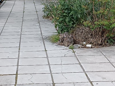 Ζούγκλα στο πεζοδρόμιο  Ιφιγένειας
