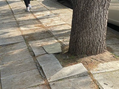 Επικινδυνο  δεντρο   Αλέξανδρου Παπάγου