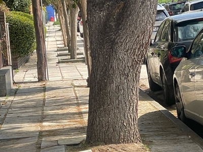 Επικινδυνο  δεντρο   Αλέξανδρου Παπάγου
