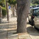Επικινδυνο  δεντρο   Αλέξανδρου Παπάγου