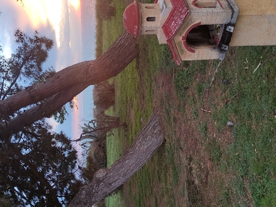 2 πολύ μεγάλα δέντρα έτοιμα να πέσουν και να προξενήσουν σοβαρές ζημιές με τον επόμενο δυνατό αέρα  Θεμιστοκλή Σοφούλη