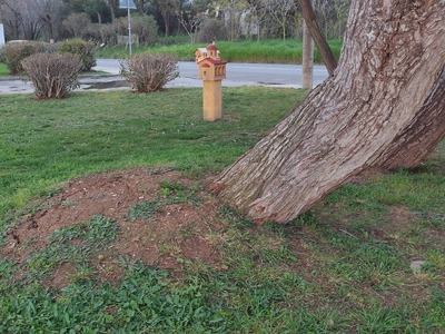 2 πολύ μεγάλα δέντρα έτοιμα να πέσουν και να προξενήσουν σοβαρές ζημιές με τον επόμενο δυνατό αέρα  Θεμιστοκλή Σοφούλη