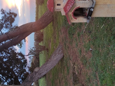 2 πολύ μεγάλα δέντρα έτοιμα να πέσουν και να προξενήσουν σοβαρές ζημιές με τον επόμενο δυνατό αέρα  Θεμιστοκλή Σοφούλη