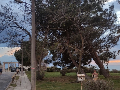 2 πολύ μεγάλα δέντρα έτοιμα να πέσουν και να προξενήσουν σοβαρές ζημιές με τον επόμενο δυνατό αέρα  Θεμιστοκλή Σοφούλη