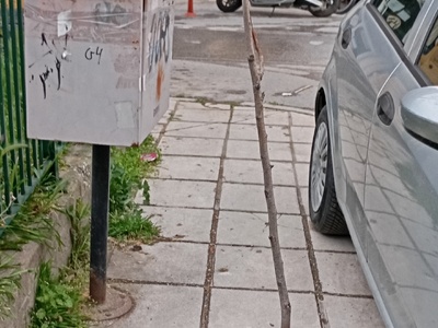 Δέντρο έτοιμο να πέσει, στο πάρκο κηφισιας