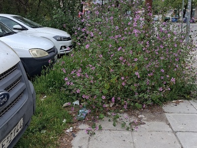 Κουρεμα  	Ανδριανοπουλεως