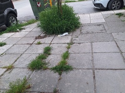 Καθαρισμός δενδρουποδοχών  Καθηγητού Ρωσσίδου με Κούσκουρα γωνία.