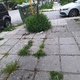 Καθαρισμός δενδρουποδοχών  Καθηγητού Ρωσσίδου με Κούσκουρα γωνία.