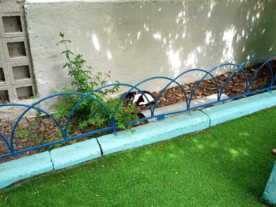 ΠΕΡΙΣΥΛΛΟΓΗ ΓΑΤΟΜΑΜΑΣ ΜΕ ΤΑ ΝΕΟΓΕΝΝΗΤΑ ΓΑΤΑΚΙΑ ΤΗΣ ΑΠΟ ΤΗΝ ΑΥΛΗ ΤΟΥ ΠΑΙΔΙΚΟΥ ΣΤΑΘΜΟΥ "ΑΡΓΩ" ΜΕΡΙΜΝΑΣ ΠΟΝΤΙΩΝ ΚΥΡΙΩΝ