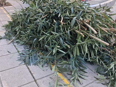 αποκομιδή  κλαδιών Απ παπαδιαμαντη