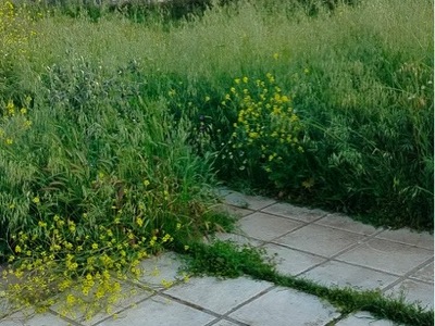 Αναγκη για Αμεσο κοψημο χορτων  Θέτιδος   (ΟΙΚΟΠΕΔΟ)