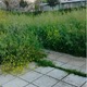 Αναγκη για Αμεσο κοψημο χορτων  Θέτιδος   (ΟΙΚΟΠΕΔΟ)