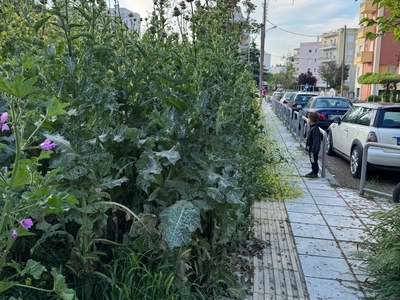 Κούρεμα αγριόχορτων Αγίου Βασιλείου