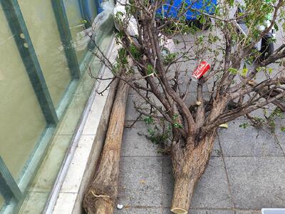 ΚΟΠΗ ΔΕΝΤΡΟΥ ΣΤΟ ΠΕΖΟΔΡΟΜΟ ΘΡΑΣΥΒΟΥΛΟΣ ΛΑΖΑΡΙΔΗΣ ΣΤΗΝ  ΚΟΜΝΗΝΩΝ