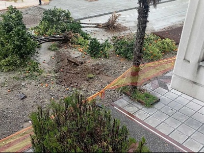 Ξεριζωμα δέντρων  Ζηργάνου