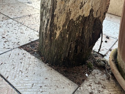 Επικινδυνο δεντρο