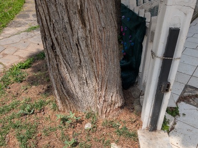 Επικίνδυνο δέντρο Οδός Φοίβου 7/6 από την πλευρά της Εθνικής Αντιστάσεως