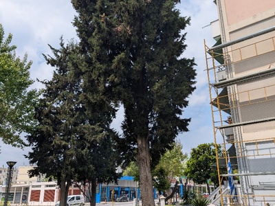 Επικίνδυνο δέντρο Οδός Φοίβου 7/6 από την πλευρά της Εθνικής Αντιστάσεως