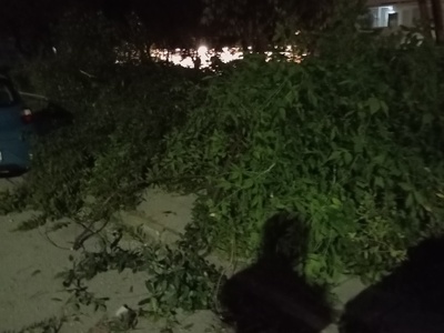 κλαδιά στην μουσων 16